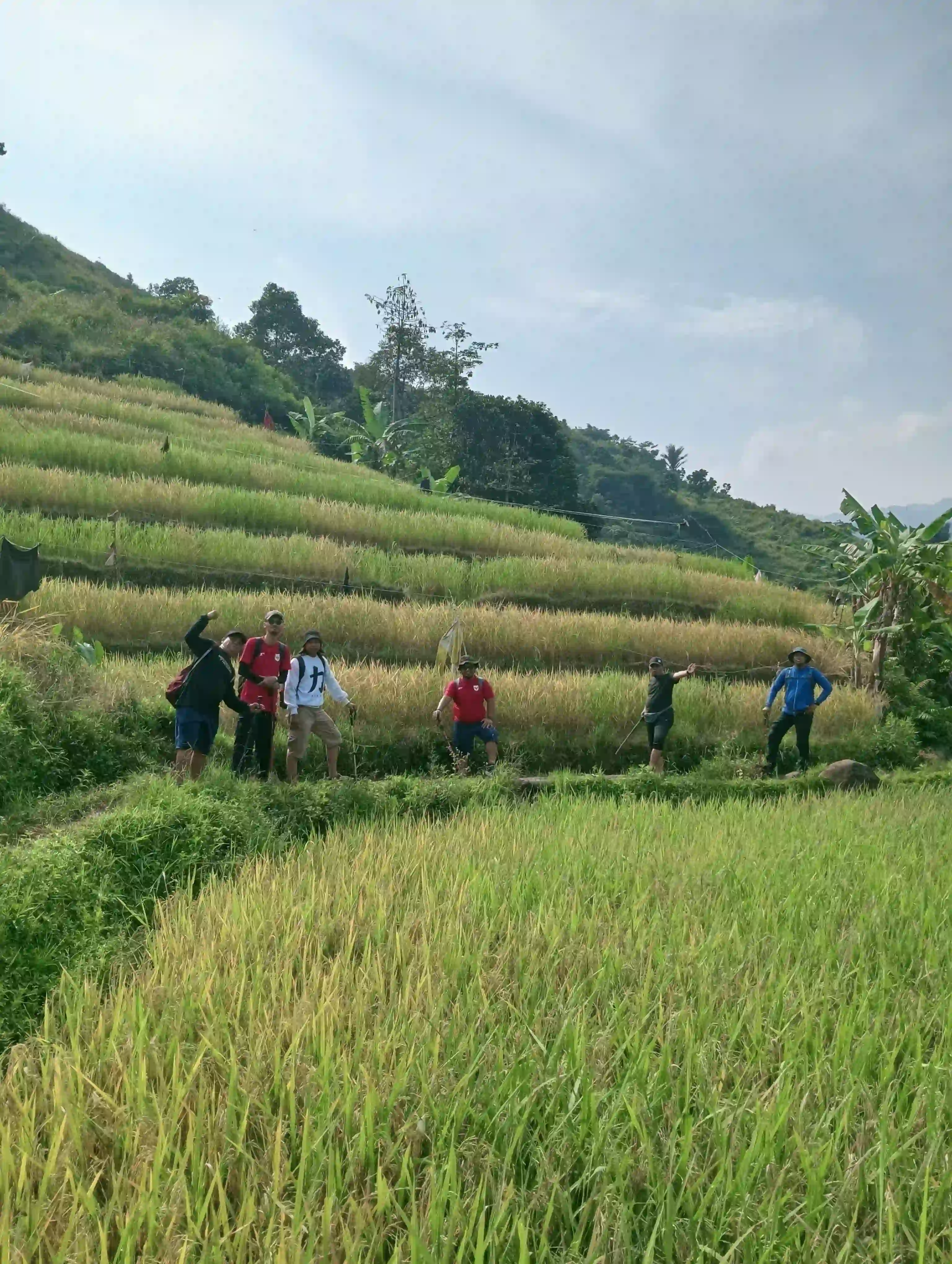 Suasana trekking melewati sawah yang menguning dengan pemandangan bukit di latar belakang.